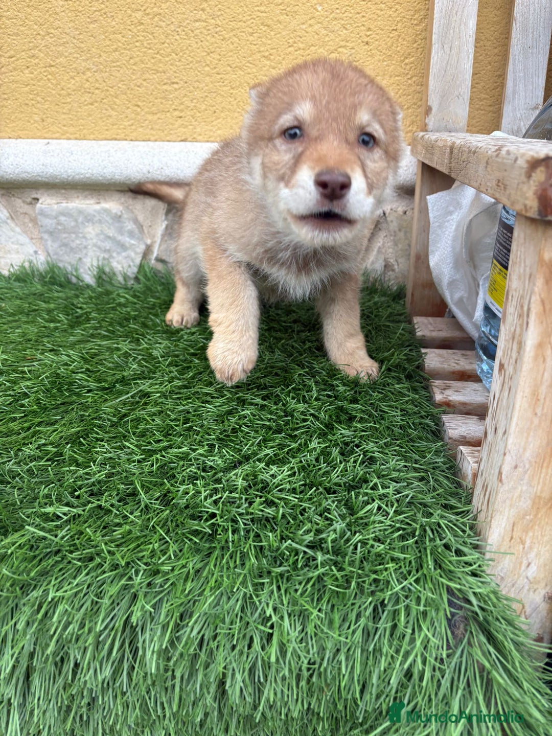 Perro Lobo de Saarloos perros en venta: Perro lobo ibérico hembra roja - Anuncio 17