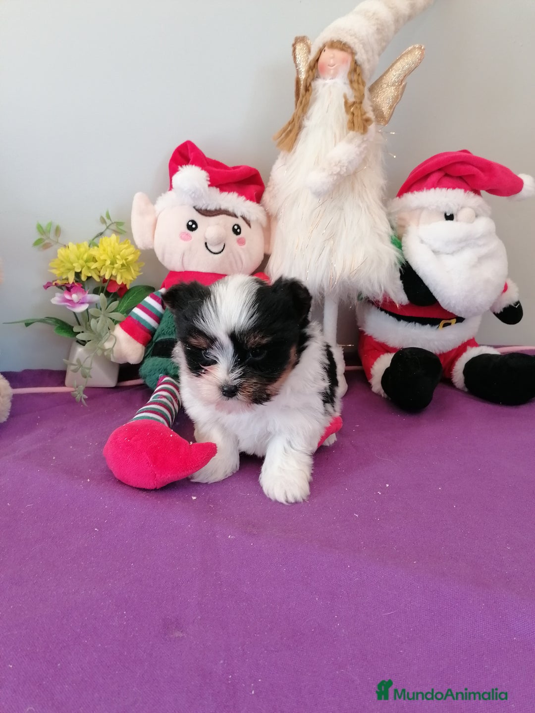 Biewer Yorkshire Terrier a la Pom Pon perros en venta: Yorkshire Biewer  - Anuncio 6