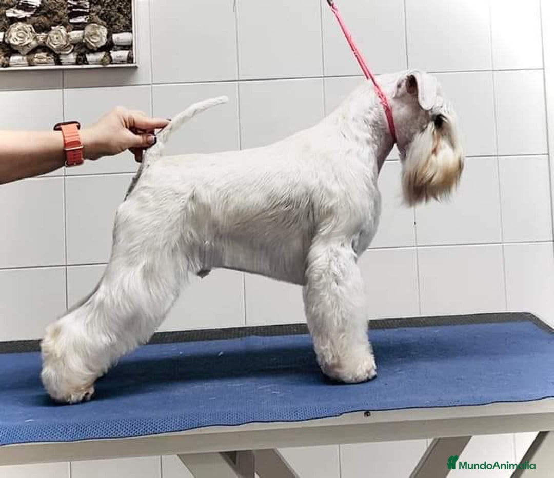 Schnauzer Miniatura perros en venta: Schnauzer blancos camada disponible  - Imagen 5