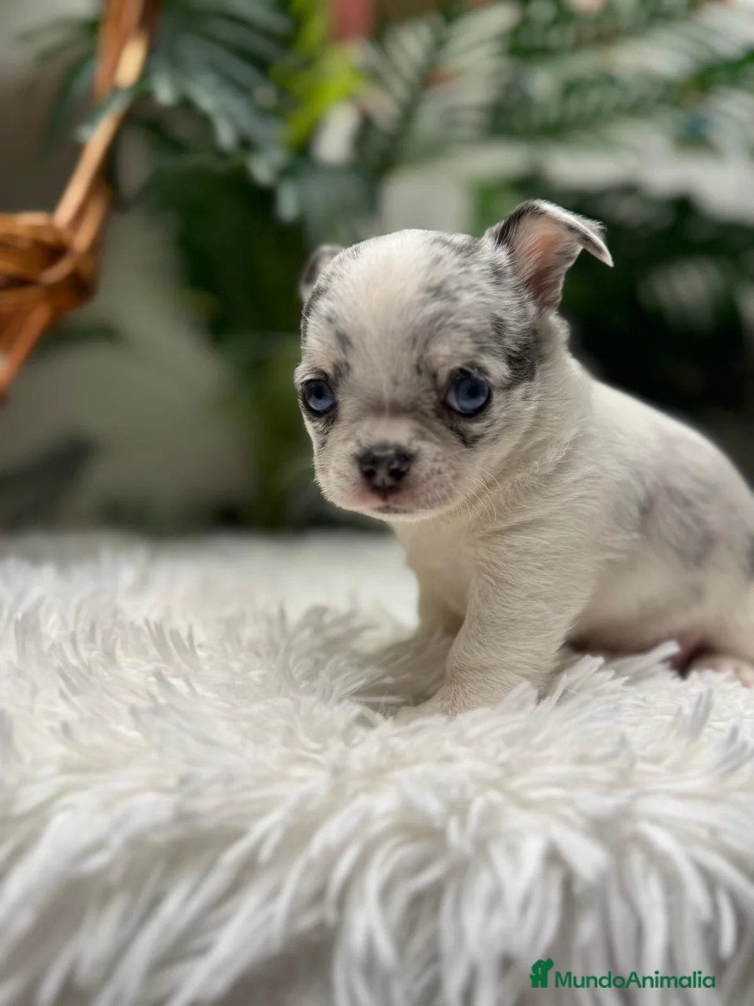 Chihuahua perros en venta: CHIHUAHUA MERLE  - Anuncio 2