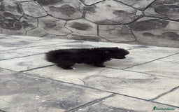 Pomerania perros en venta: Poo pomerania MICRO TOY  - Imagen 6