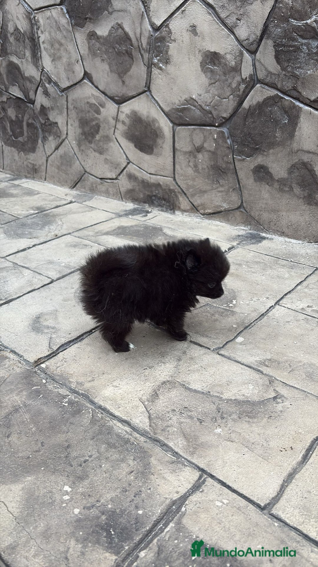 Pomerania perros en venta: Poo pomerania MICRO TOY  - Imagen 6