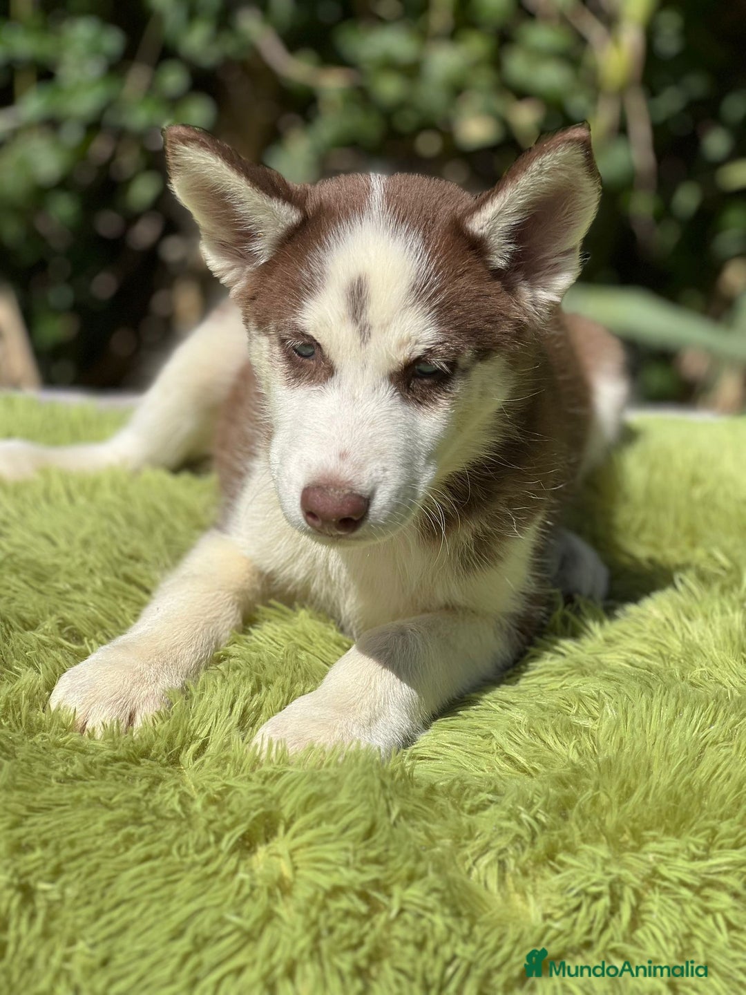 Husky Siberiano perros en venta: Husky rojo - Imagen 2