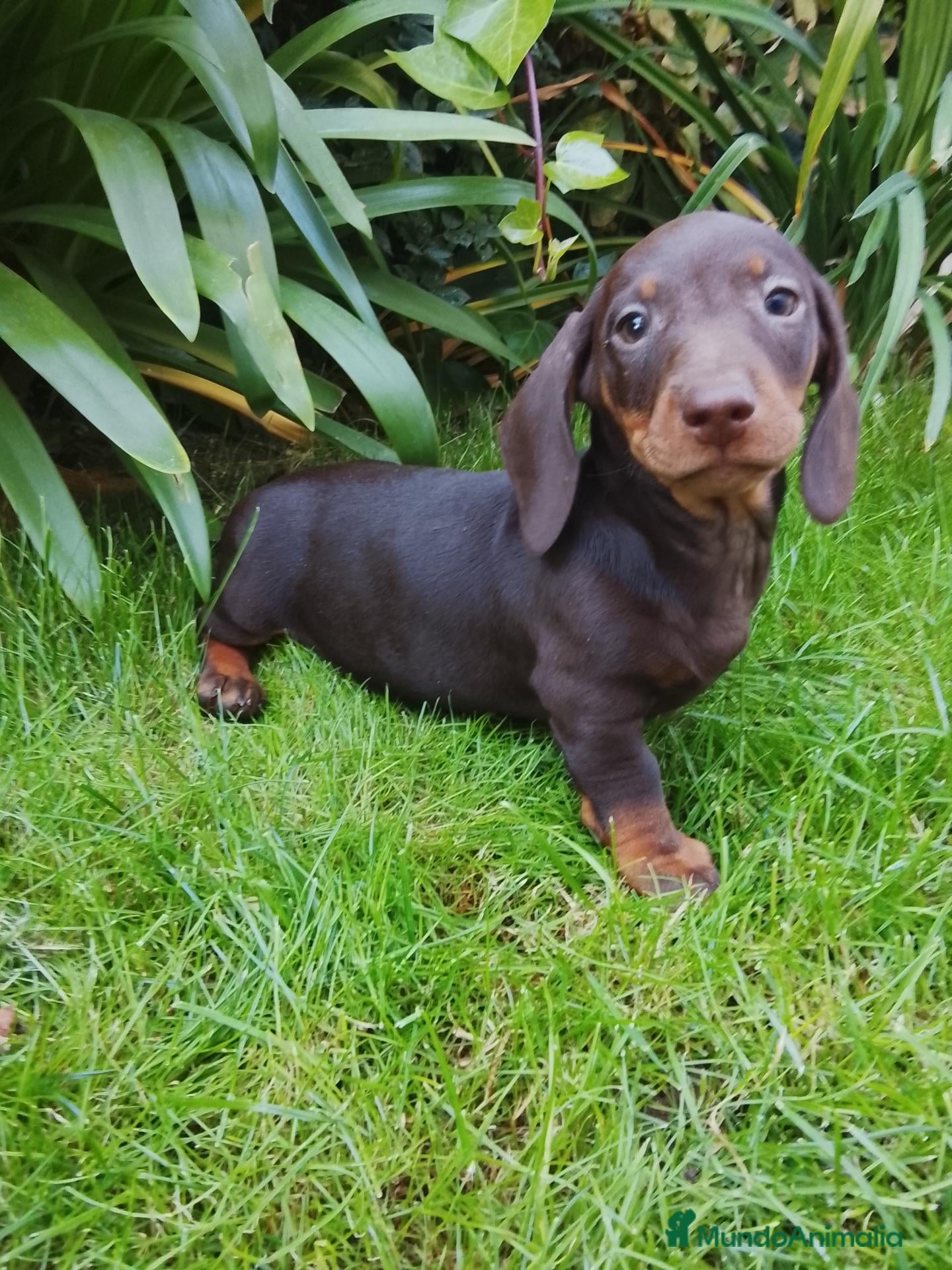 Teckel Miniatura perros en venta: Teckel miniatura  - Anuncio 1