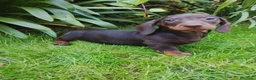 Teckel Miniatura perros en venta: Teckel miniatura  - Anuncio 1