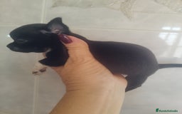 Chihuahua perros en venta: CHIHUAHUA MACHO TEA CUP - Imagen 3