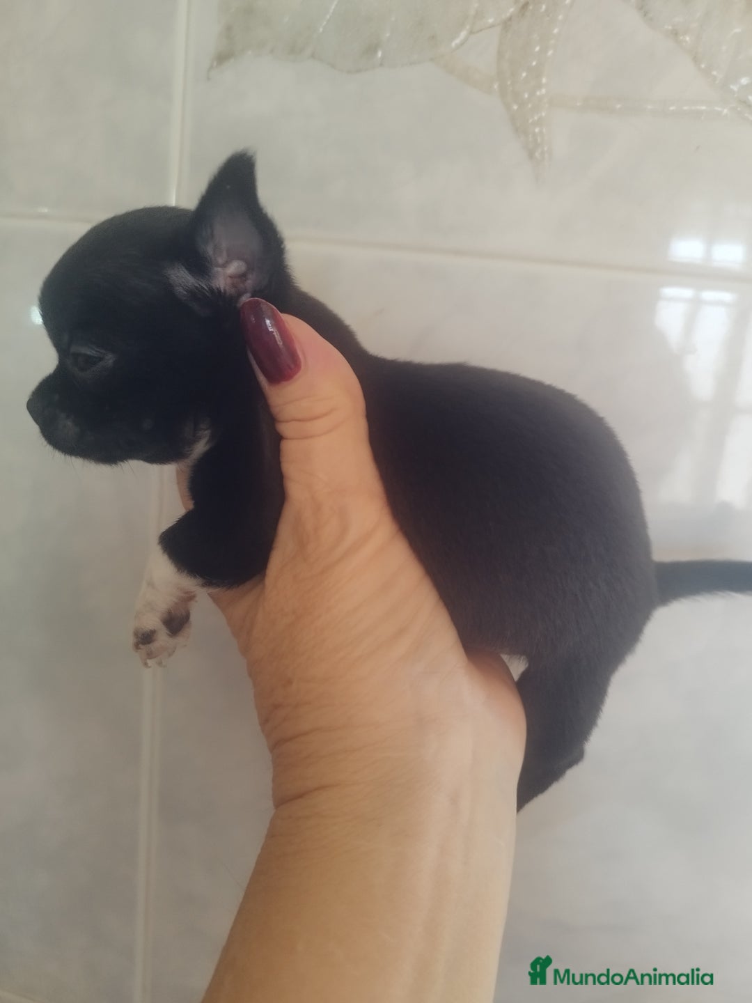 Chihuahua perros en venta: CHIHUAHUA MACHO TEA CUP - Imagen 3