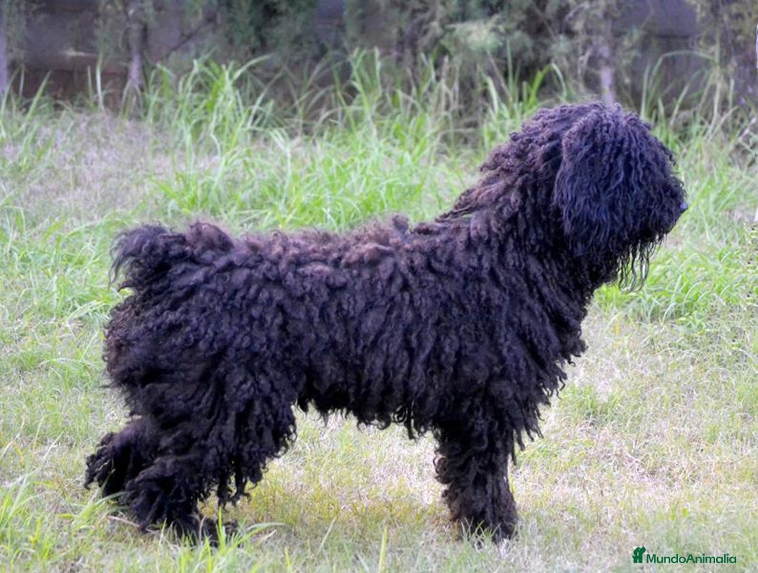 Perro de Agua Español perros en venta: Cachorros de perro de agua  - Anuncio 14