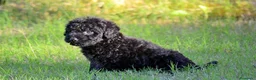 Perro de Agua Español perros en venta: PERRO DE AGUA  - Anuncio 28