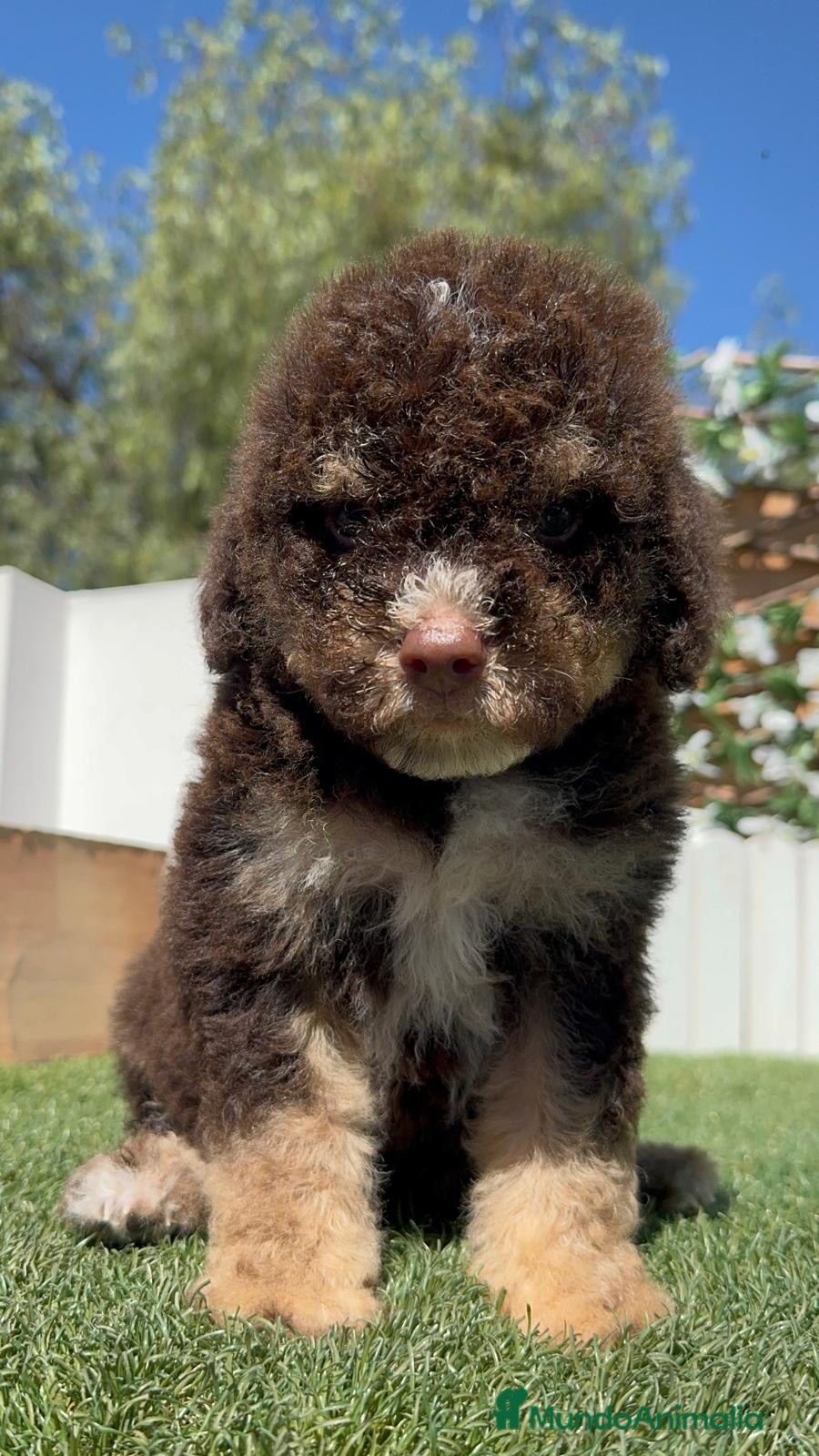 Perro de Agua Español perros en venta: PERRO DE AGUA ESPAÑOL - Anuncio 22