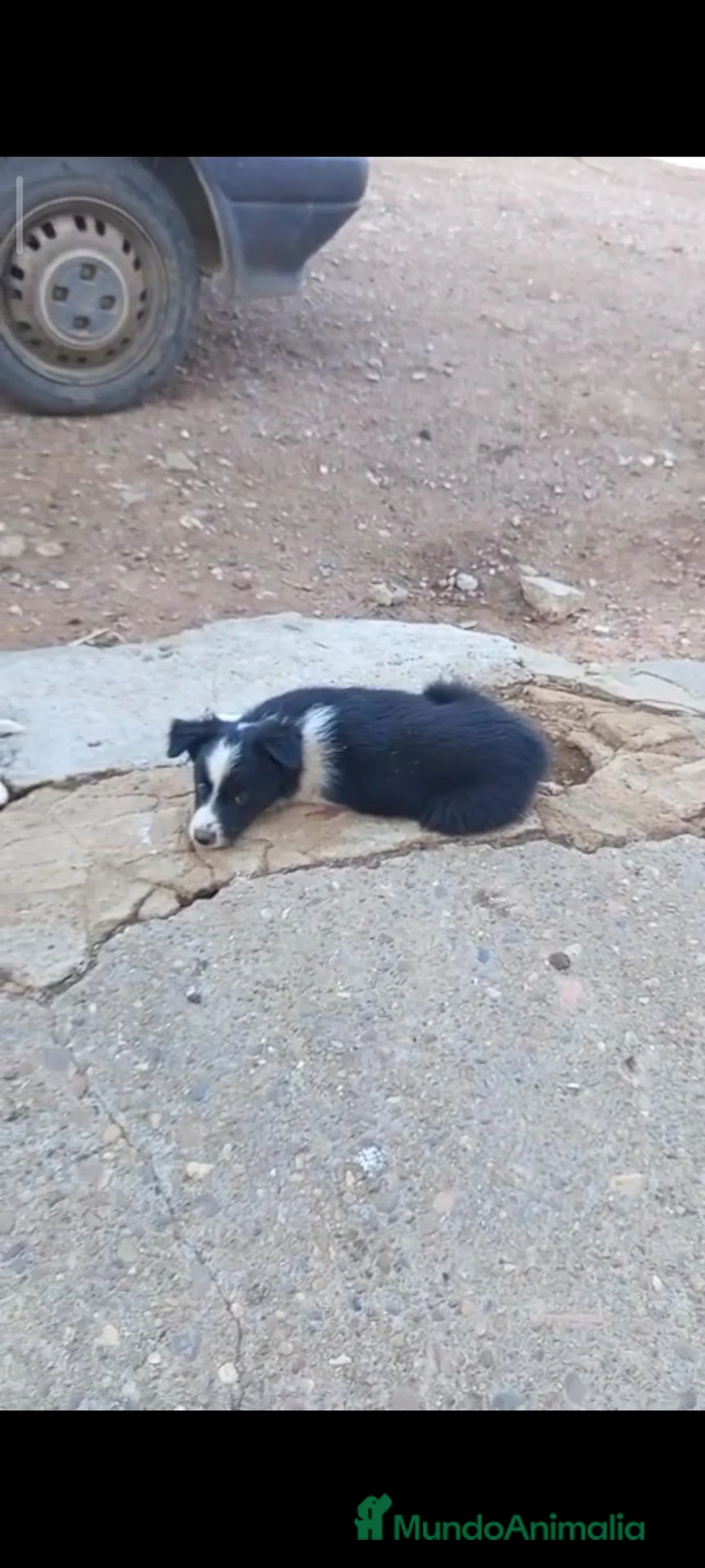 Border Collie perros en venta: Border collies - Anuncio 4