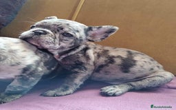 Bulldog Francés perros en venta: BULLDOG FRANCÉS ////MEJOR SELECCIÓN NACIONAL - Anuncio 4