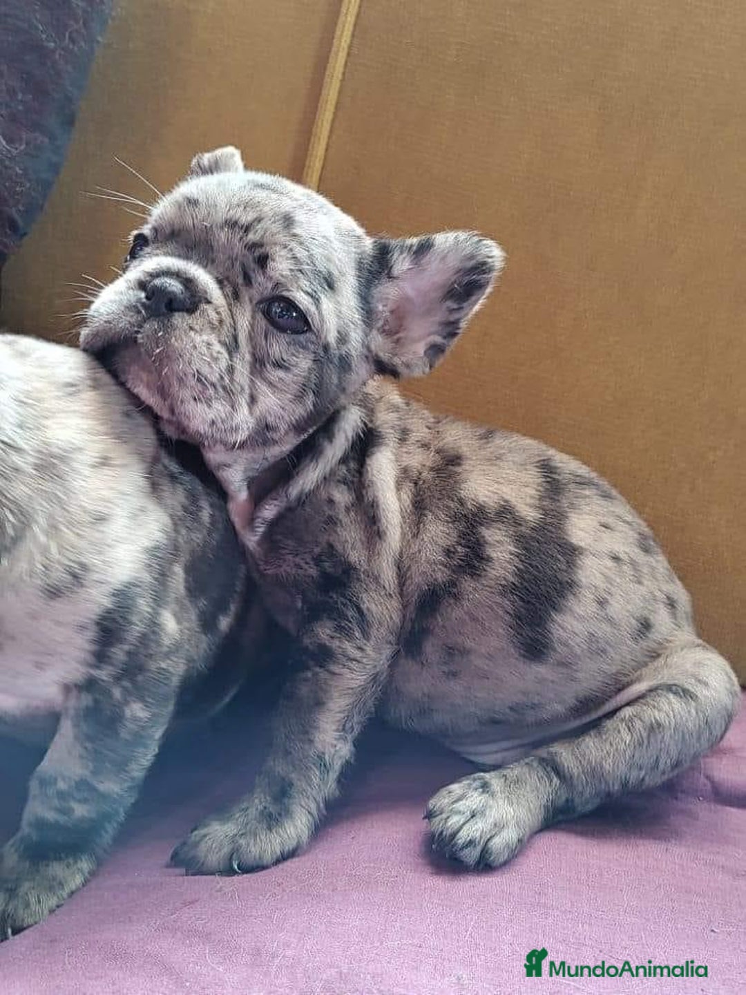 Bulldog Francés perros en venta: BULLDOG FRANCÉS ////MEJOR SELECCIÓN NACIONAL - Anuncio 4