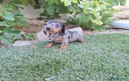 Teckel Miniatura perros en venta: TECKEL KANINCHEN ARLEQUIN  - Imagen 3