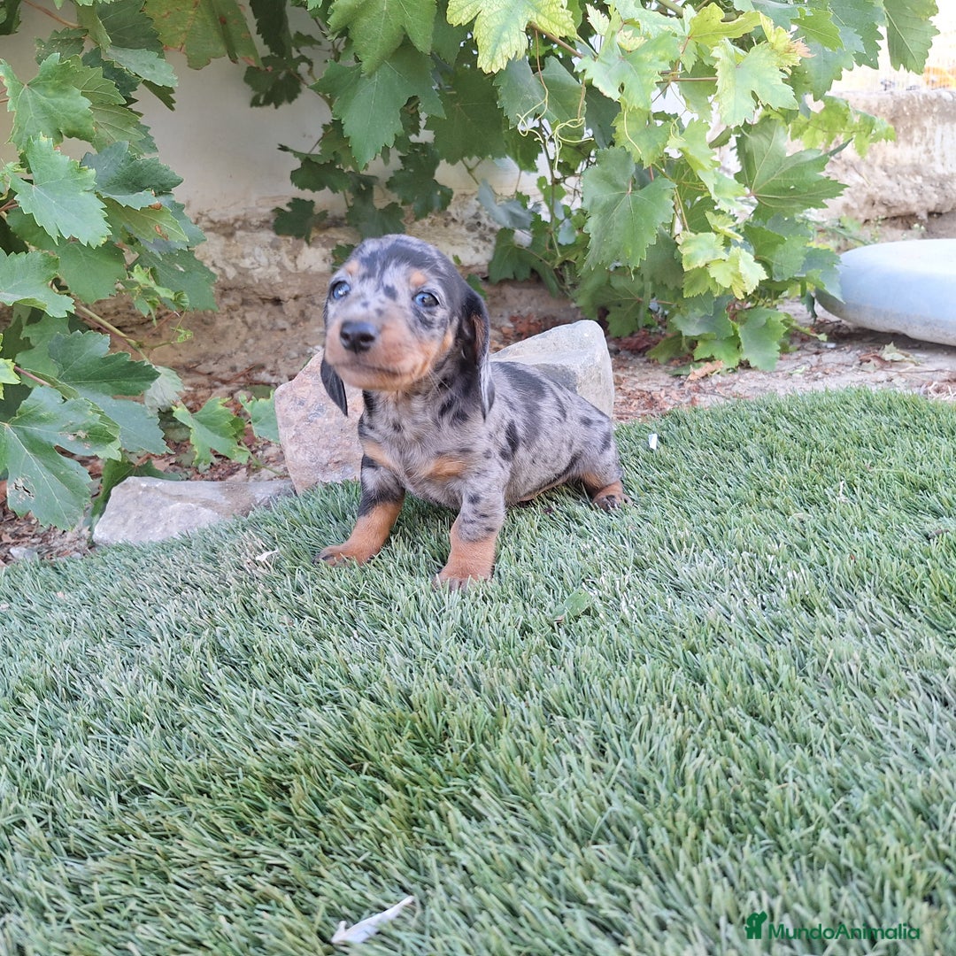 Teckel Miniatura perros en venta: TECKEL KANINCHEN ARLEQUIN  - Imagen 3