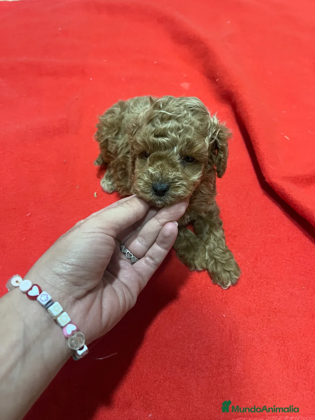 Caniche Toy perros en venta: PRECIOSO CANICHE TOY - Anuncio 2