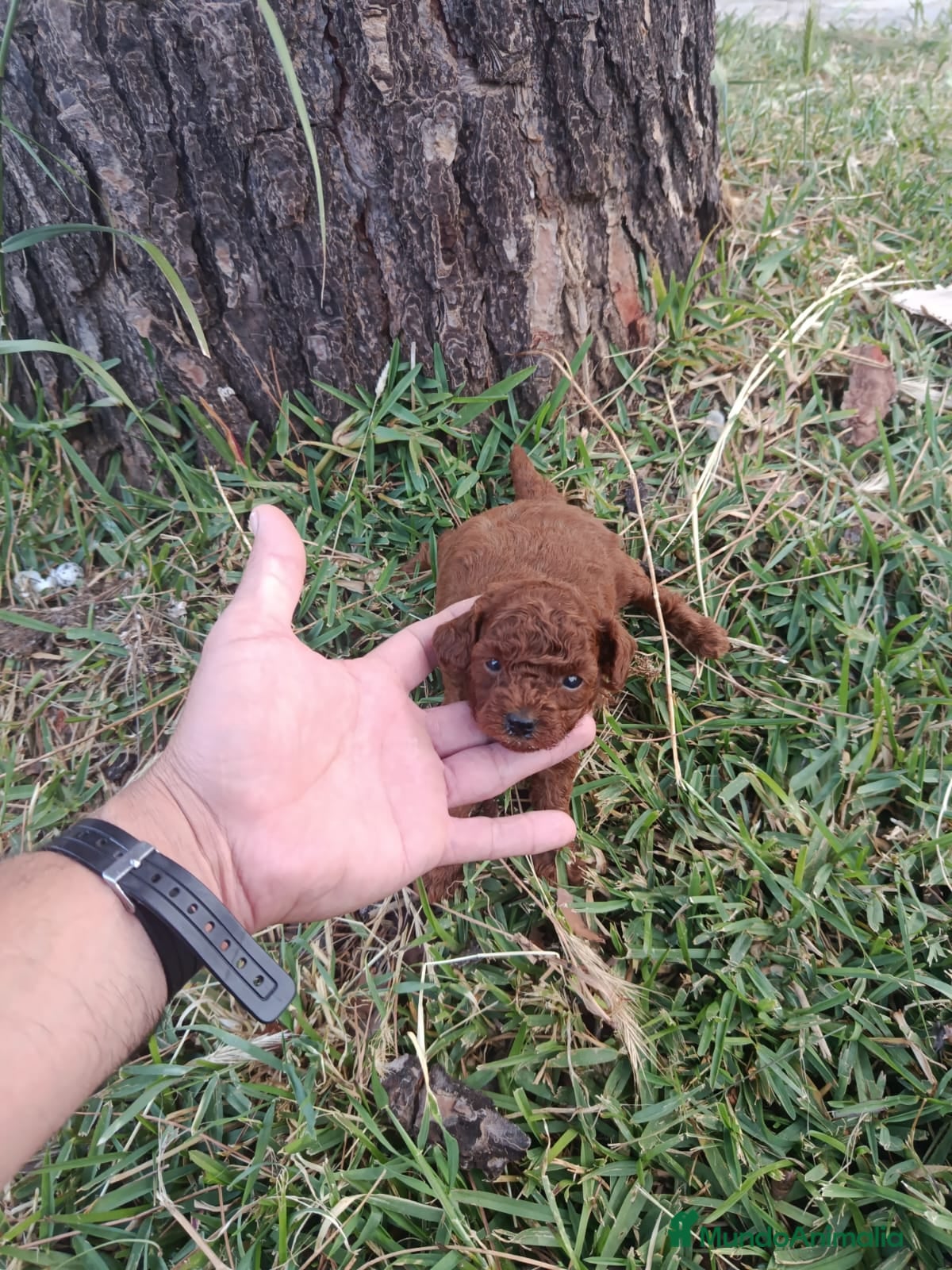 Caniche Toy perros PRECIOSOS CANICHE  ROJO LINEA ASIÁTICO - Anuncio 3
