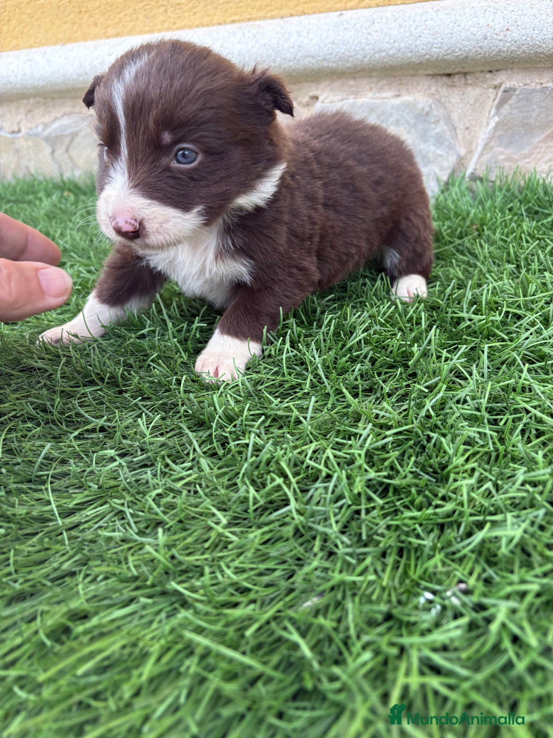 Border Collie perros en venta: Hembra chocolate de Border Collie  - Anuncio 8