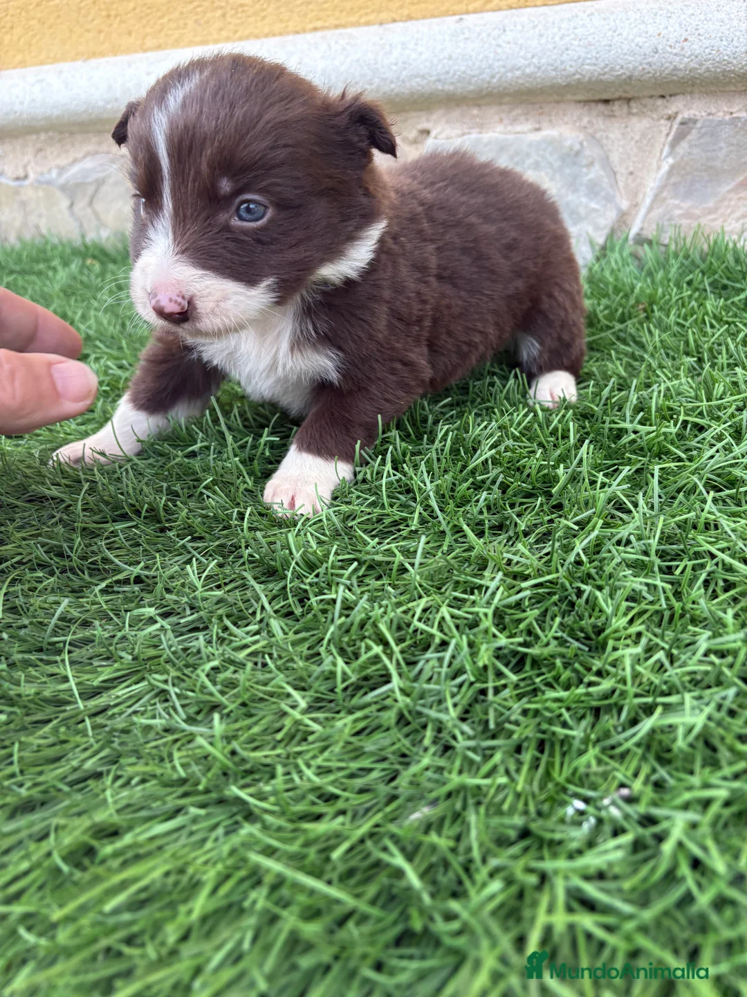 Border Collie perros en venta: Hembra chocolate de Border Collie  - Anuncio 8