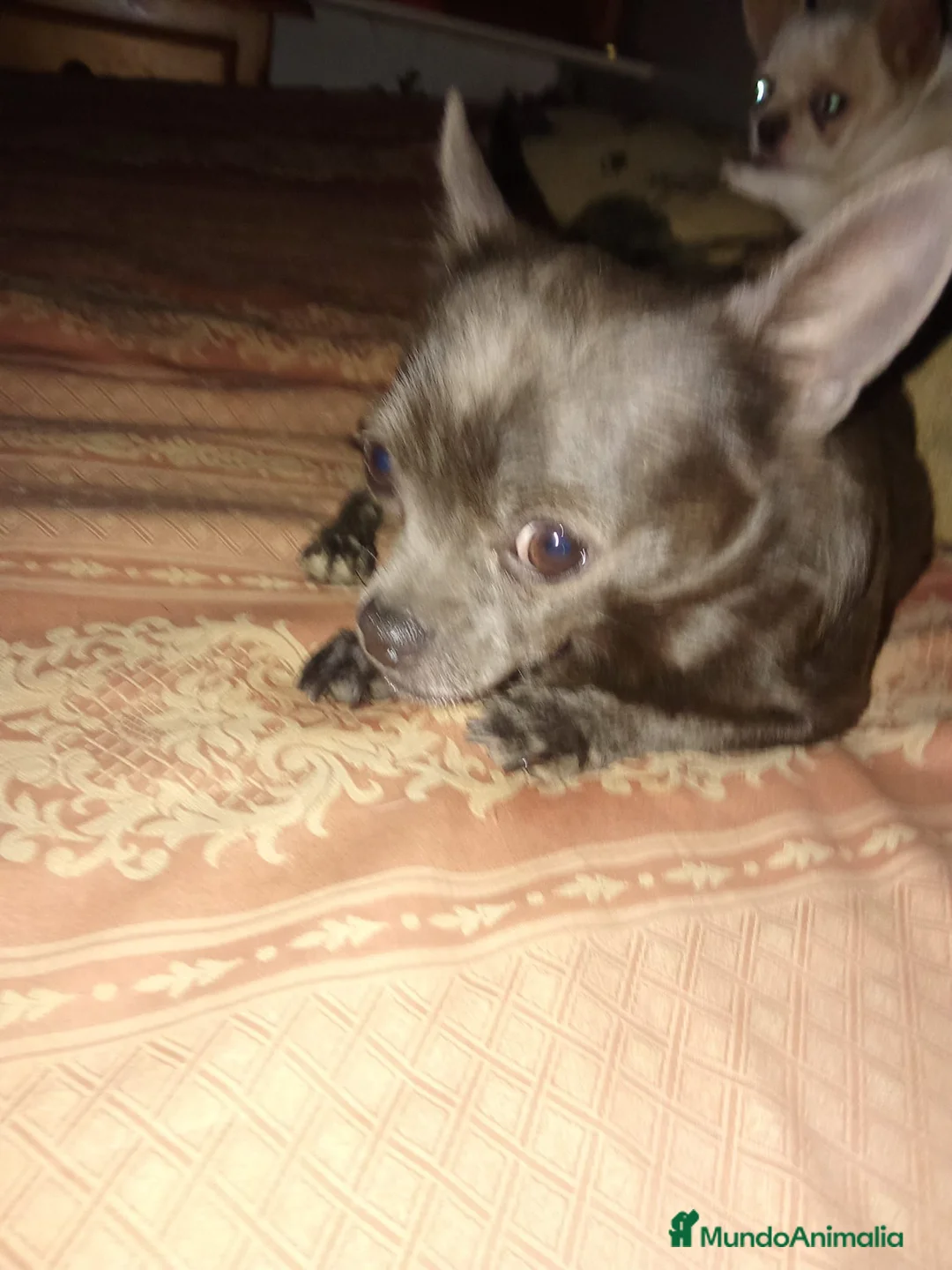 Chihuahua perros en venta: Chihuahua hembra  - Anuncio 7