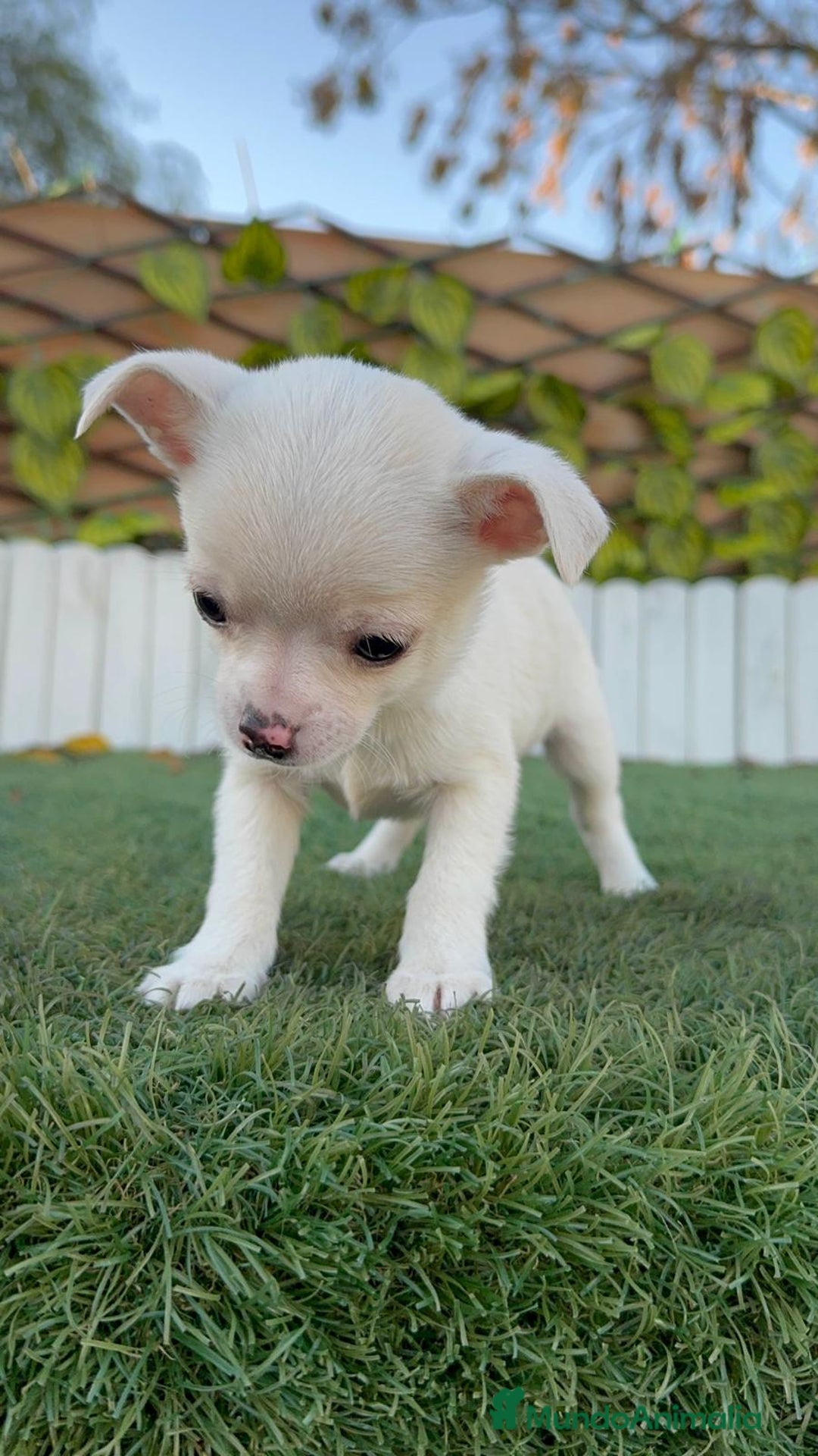 Chihuahua perros en venta: CHIHUAHUA MACHO - Anuncio 4