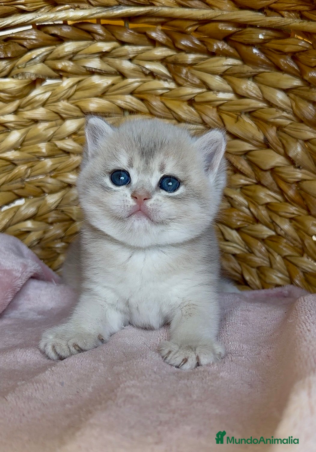 Británico de Pelo Corto gatos Camada F2 de British Shorthair Golden - Anuncio 2
