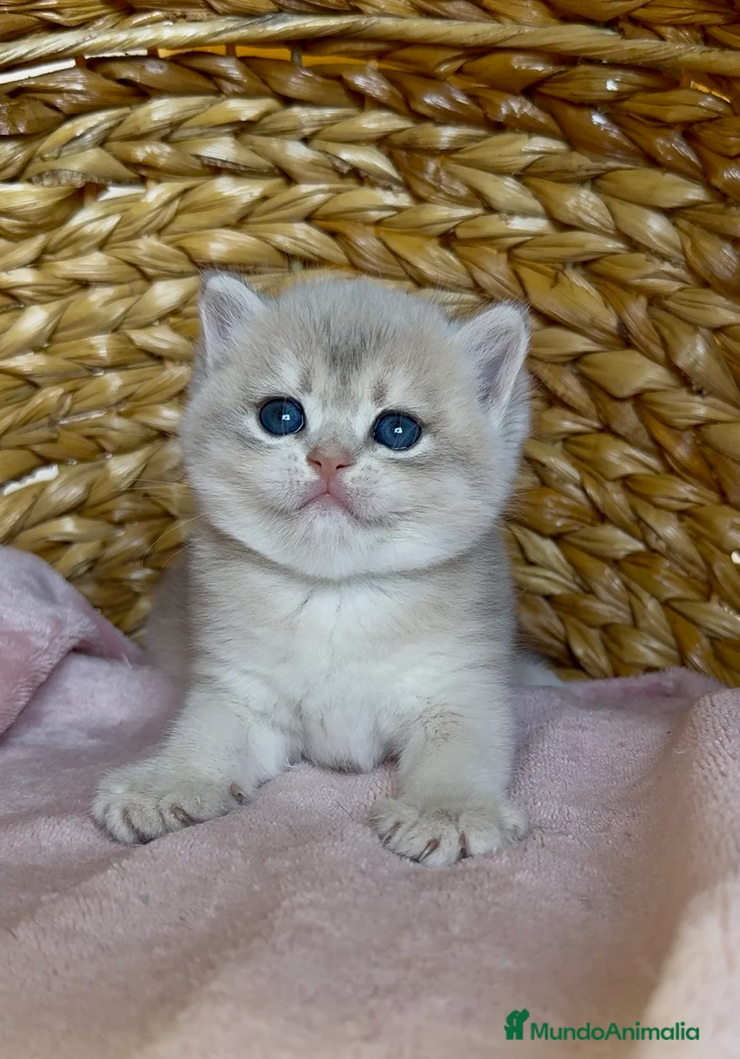 Británico de Pelo Corto gatos en venta: Camada F2 de British Shorthair Golden - Anuncio 2