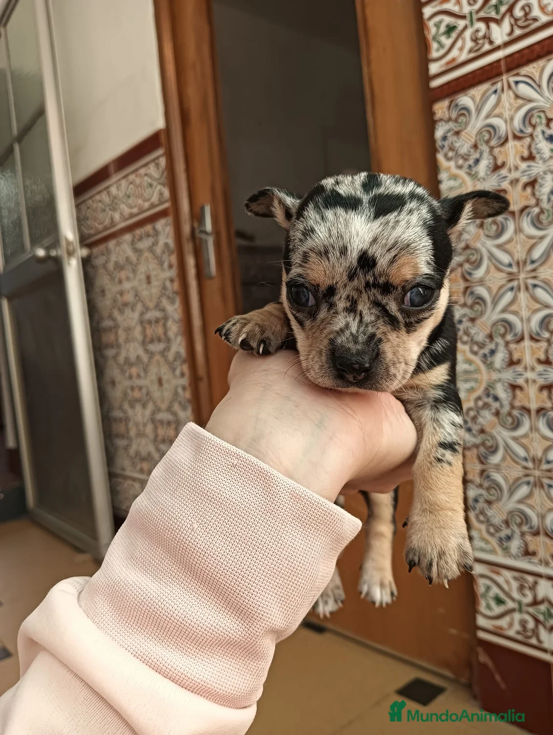Chihuahua perros en venta: Hembra arlequín planta  - Anuncio 1