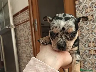 Chihuahua perros Hembra arlequín planta - Anuncio 1