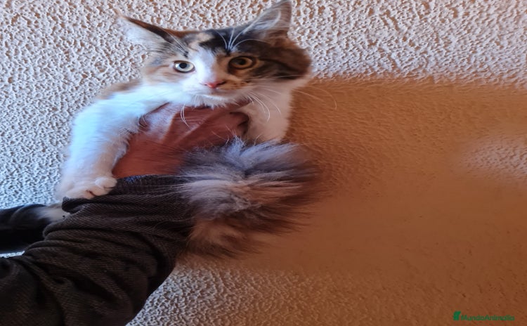 Maine Coon gatos - Anuncio 1