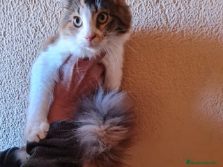 Maine Coon gatos - Anuncio 11