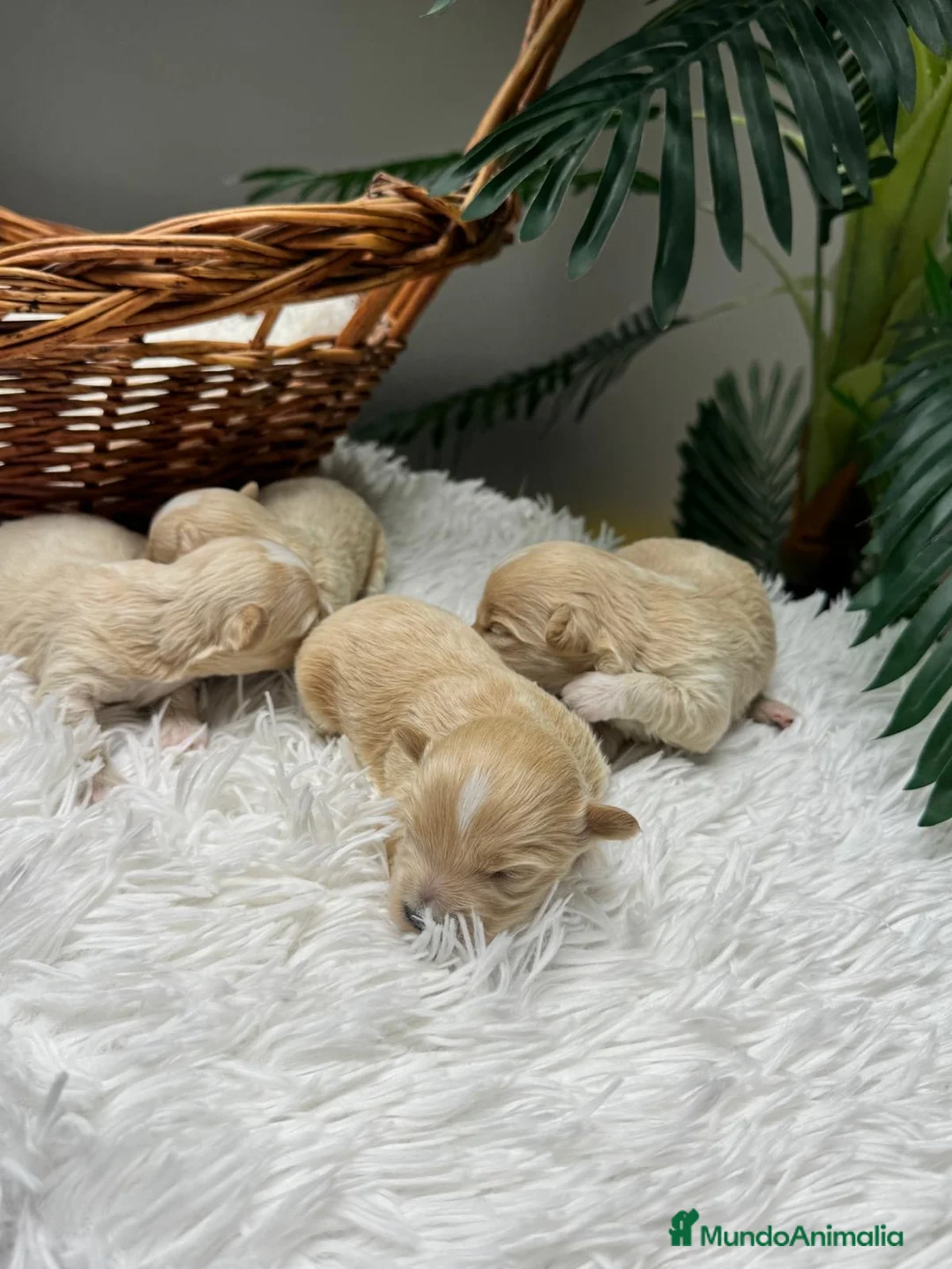 Maltipoo perros en venta: MALTIPOO 💙 - Anuncio 1