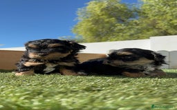 Raza Mixta perros en venta: YORKIPOO - Imagen 13