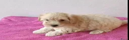 Maltipoo perros en venta: Maltipoo hembra  - Anuncio 2