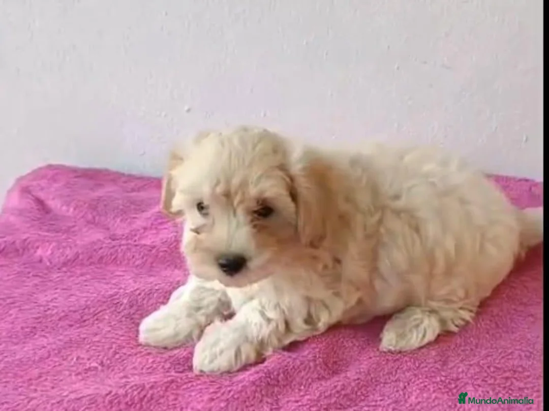 Maltipoo perros en venta: Maltipoo hembra  - Anuncio 2