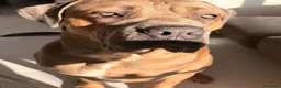 Cane Corso perros para monta: Cane corso Para Montas - Anuncio 2