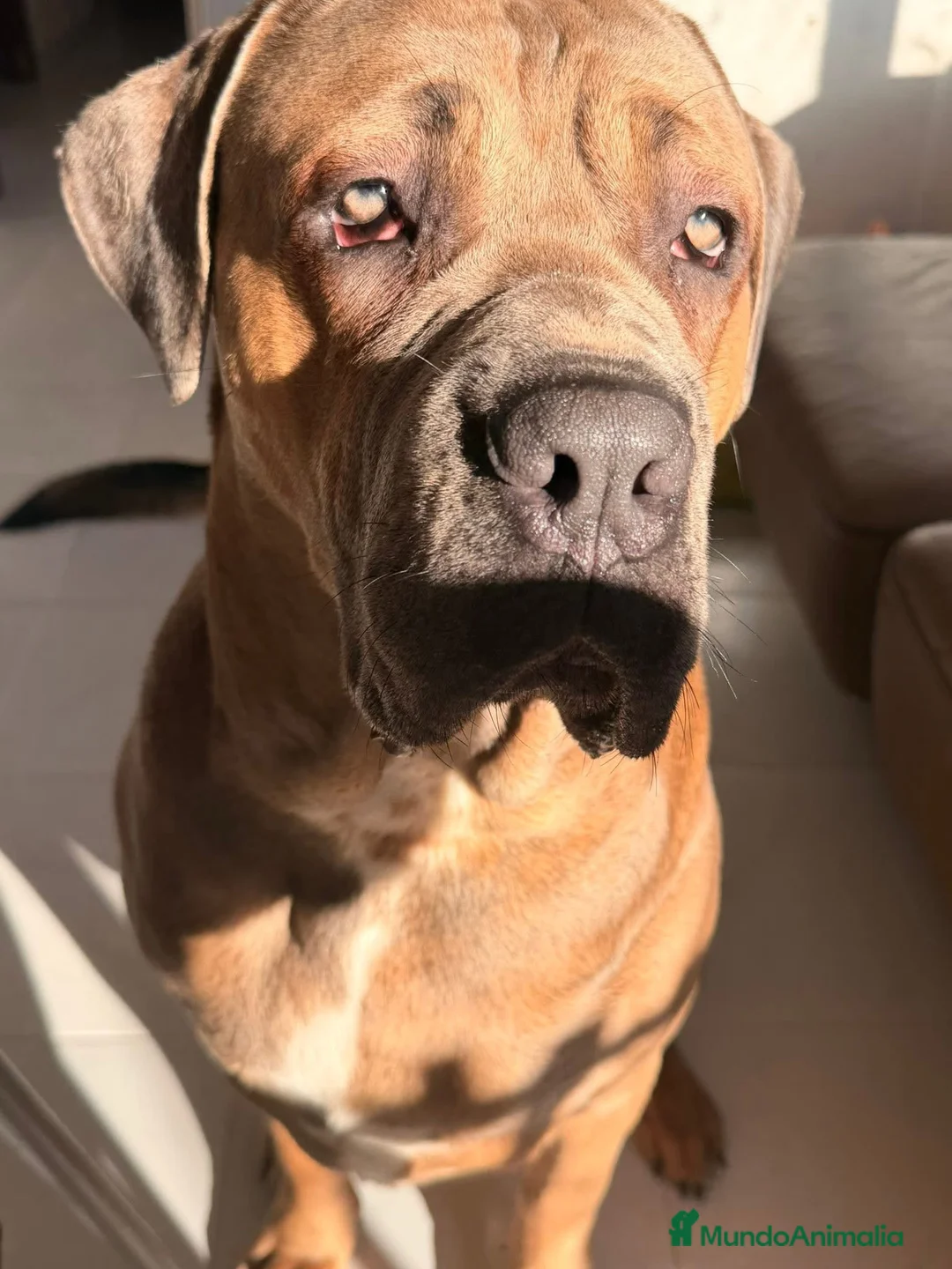 Cane Corso perros para monta: Cane corso Para Montas - Anuncio 2