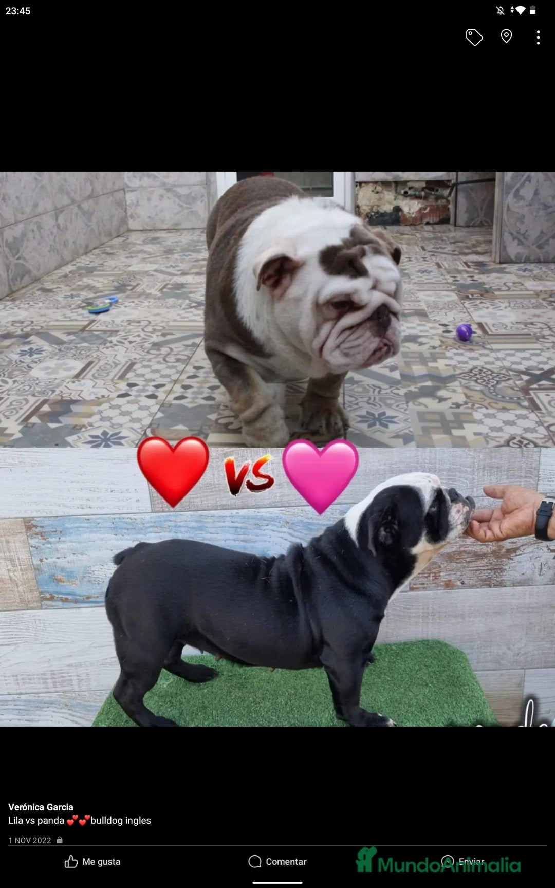 Bulldog Inglés perros en venta: Bulldog ingles preciosa 💎🐾 - Imagen 3