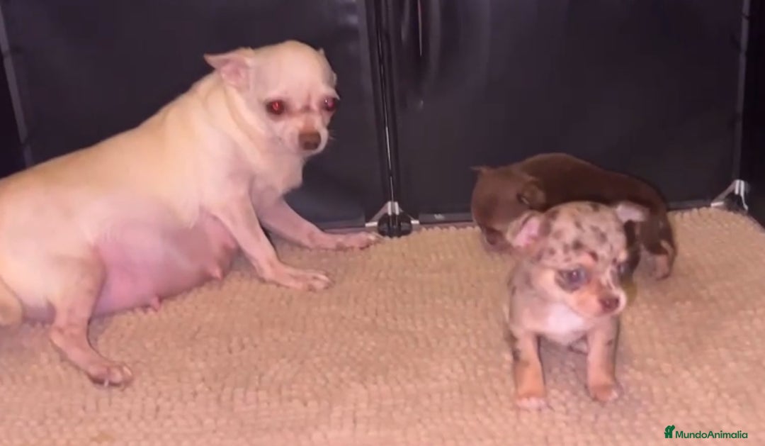 Chihuahua perros en venta: Chihuahua merle hembra toy  en Barcelona - Imagen 4