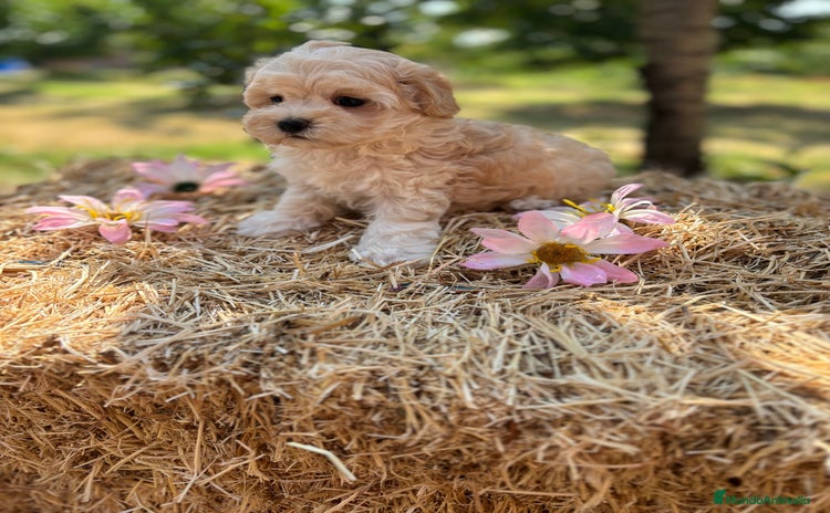 Maltipoo perros - Anuncio 11