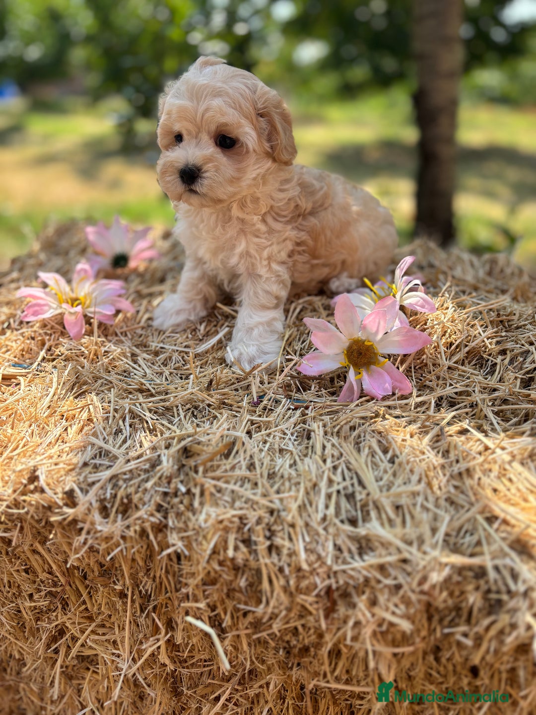 Maltipoo perros en venta: Maltipoo Macho disponible  - Imagen 1