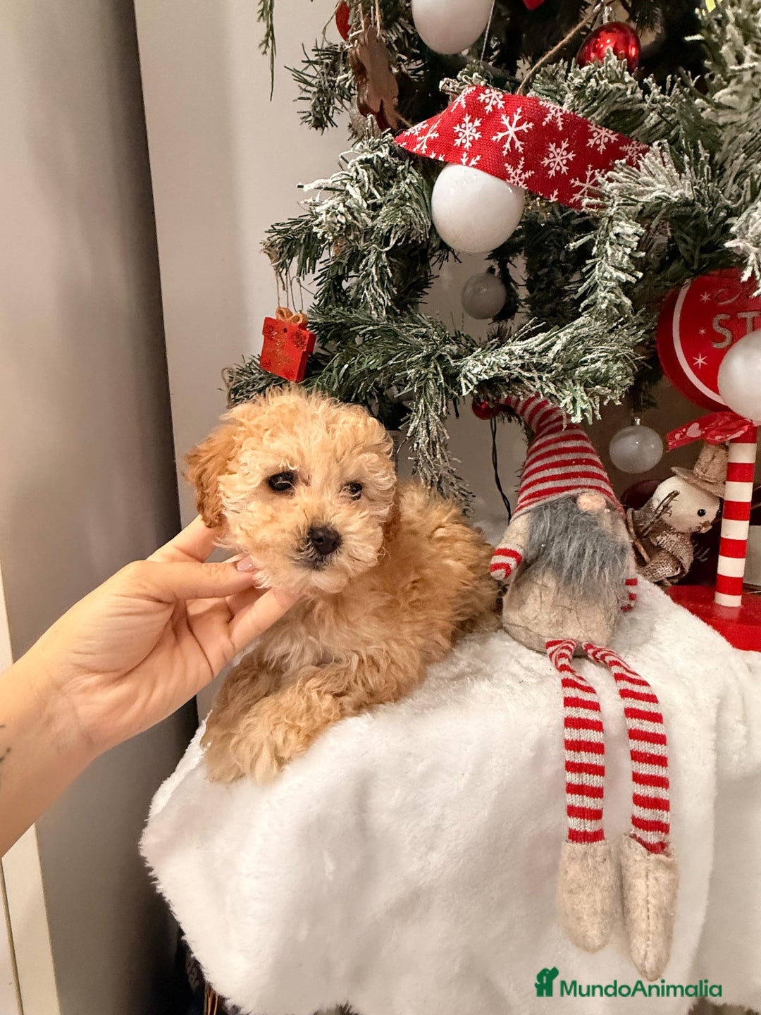 Caniche Toy perros en venta: Caniches - Anuncio 3