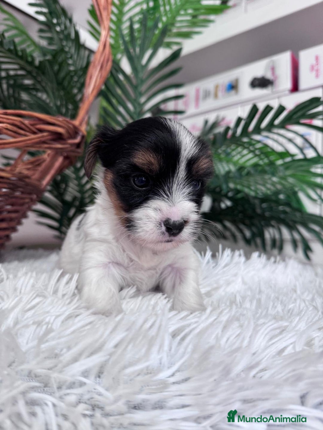 Yorkshire Terrier perros en venta: YORKSHIRE BIEWER - Anuncio 13