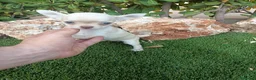 Chihuahua perros en venta: Hembrita Canela - Anuncio 2