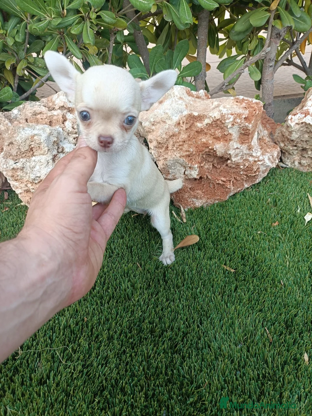 Chihuahua perros en venta: Hembrita Canela - Anuncio 2