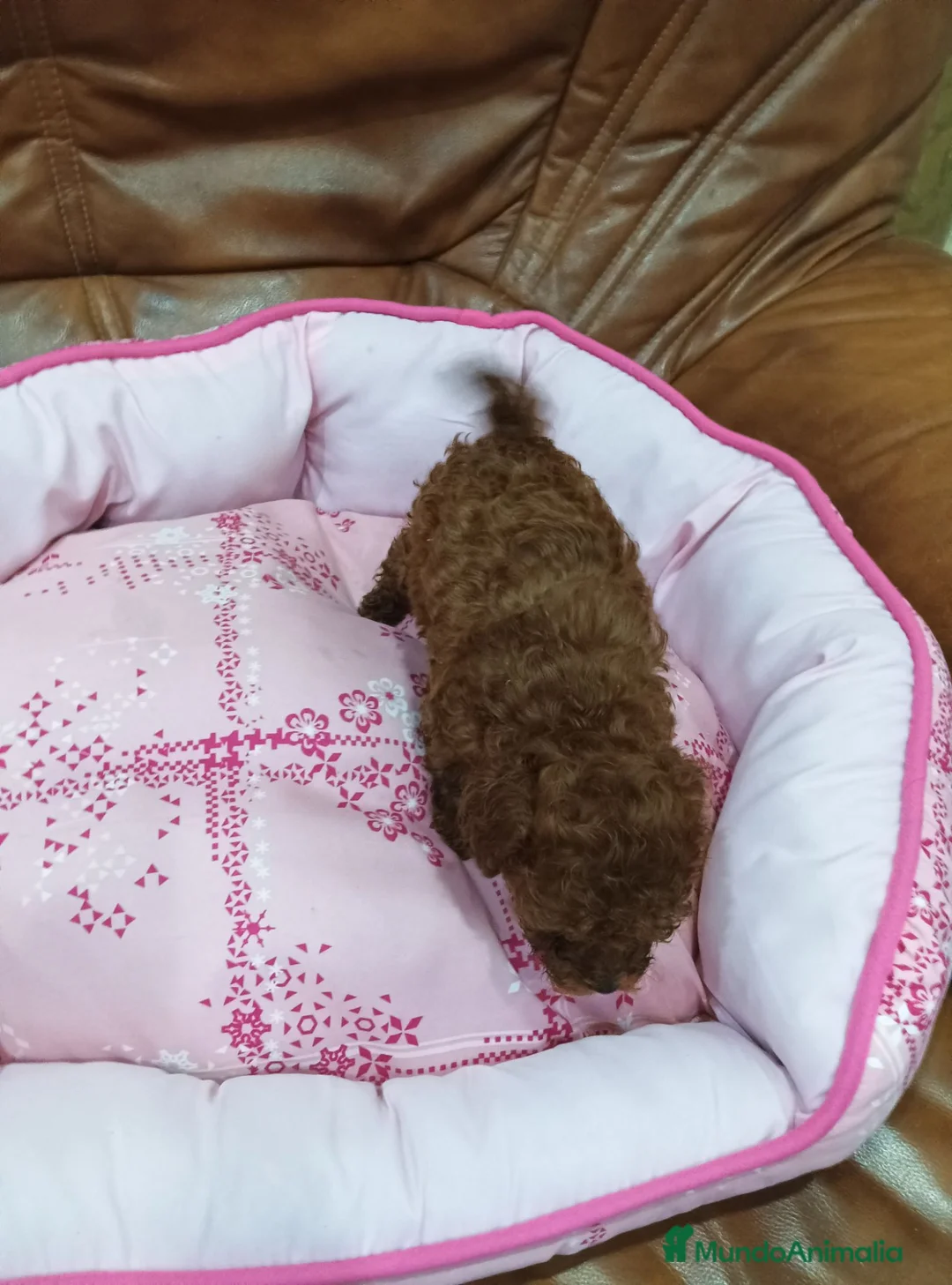 Caniche Toy perros en venta: CANICHE TOY  - Anuncio 7