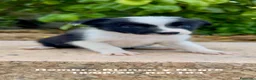 Border Collie perros en venta: BORDER COLLIE DE VILLA BIZNAGA - Anuncio 19