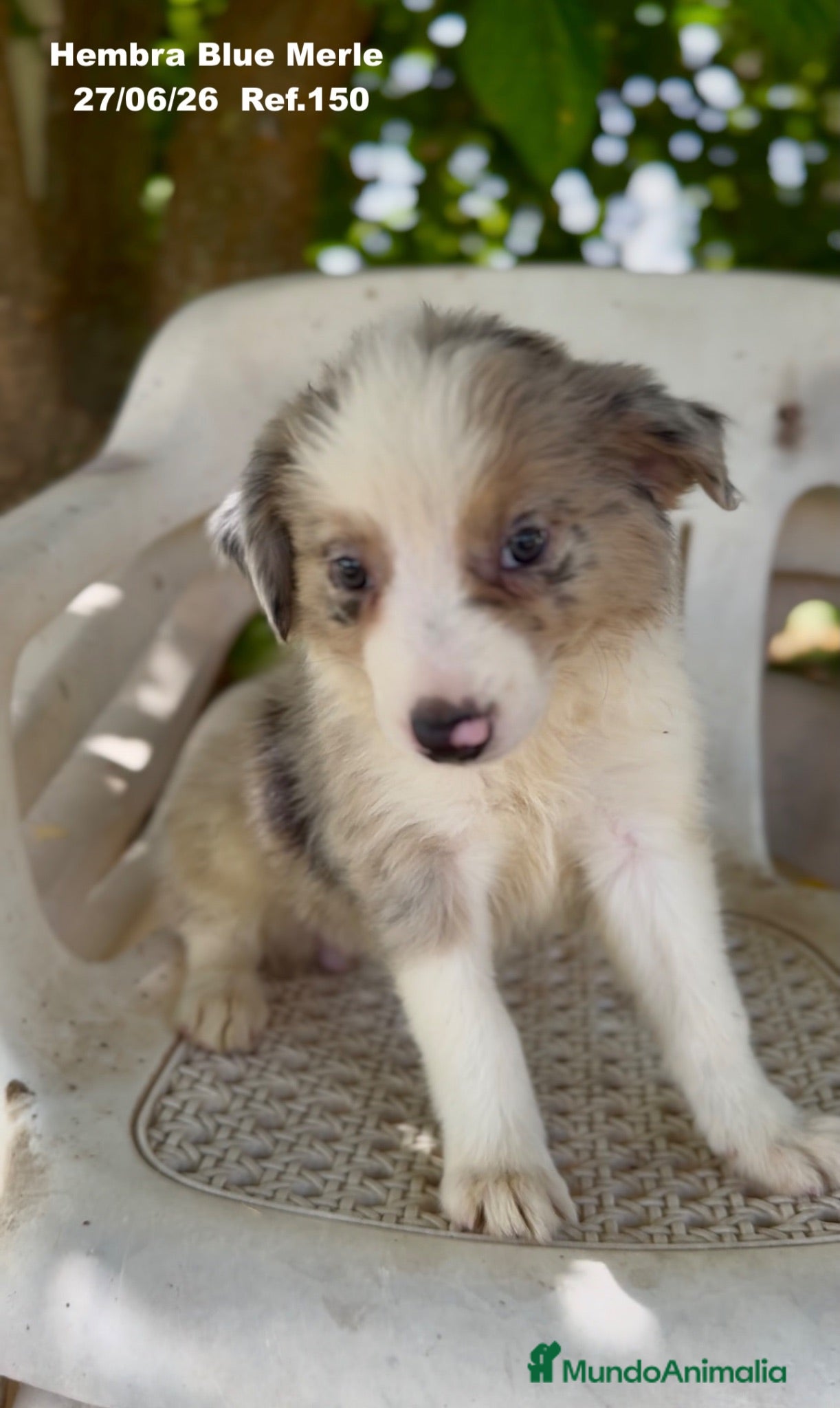 Border Collie perros Border Collie Hembra Blue Merle - Anuncio 2
