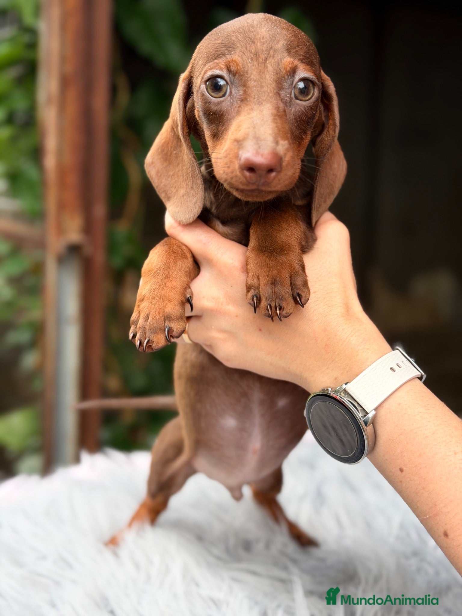 Teckel Miniatura perros Teckel mini chocolate  - Anuncio 1
