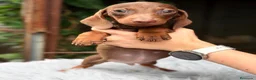 Teckel Miniatura perros en venta: Teckel mini chocolate  - Anuncio 1